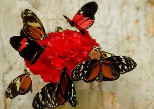 Surely you have noticed that I tried out some butterflies today. Unfortunately,this picture is technically not optimal,but it is the last picture I could take with my camera before it broke. Well,now I'm where