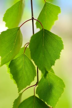 Birch leaves 01