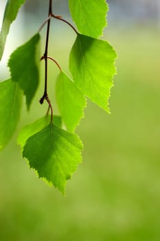 Birch leaves 02