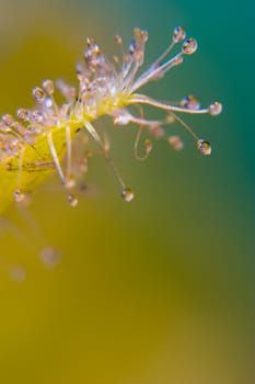 The macro shows a section of a branch of Drosera carpensis,an insect species of sundew. The drops are the sticky traps with which the insects,especially flies and mosquitoes,are caught and digested.