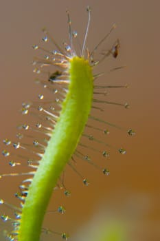 The macro shows a section of a branch of Drosera carpensis,an insect species of sundew. The drops are the sticky traps with which the insects,especially flies and mosquitoes,are caught and digested.