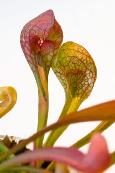 Pitcher plants are carnivorous plants that attract your victims (flies,wasps,mosquitoes,bees...) with their colors. They then sit on the upper edge of the trap and then crawl into the trap or sometimes crawl into it themselves. D