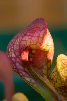 Pitcher plants are carnivorous plants that attract your victims (flies,wasps,mosquitoes,bees...) with their colors. They then sit on the upper edge of the trap and then crawl into the trap or sometimes crawl into it themselves. D