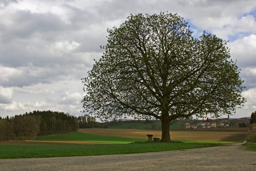 Chestnut