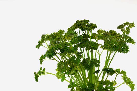 Parsley