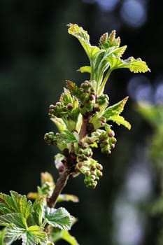 Currant flowers