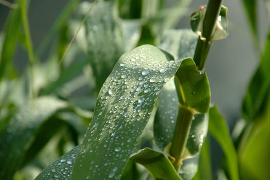 Corn after rain