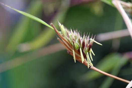 When the bamboo blooms,its lifetime is over. All plants emanating from a varietal line bloom in the same year. The flowering is rare,but beautiful and sad in one,knowing that you can look forward to the beauty of the plant next year