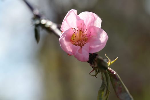 Peach blossom