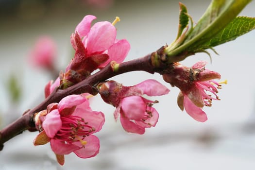 Peach Blossom II