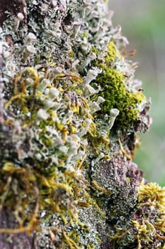 Lichens II