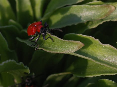 Pyrochroidae