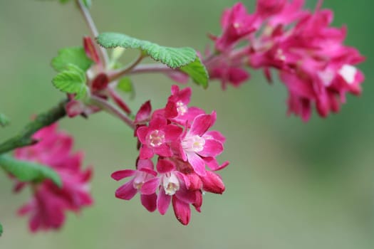 Ornamental currant II