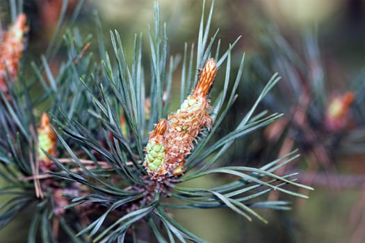 Portrait of a pine shoot. If you take a closer look,you will discover a filigree spider's web with its owner  -)  Taken with a 135 mm / 1:3.5 MC Carl Zeiss Jena