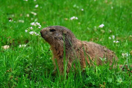 Marmot