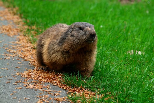 Marmot