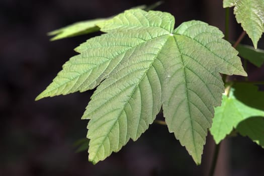 A completely normal ... but beautiful ... Maple leaf