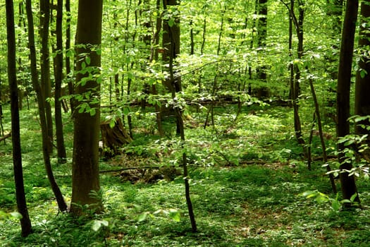 Fresh leaves