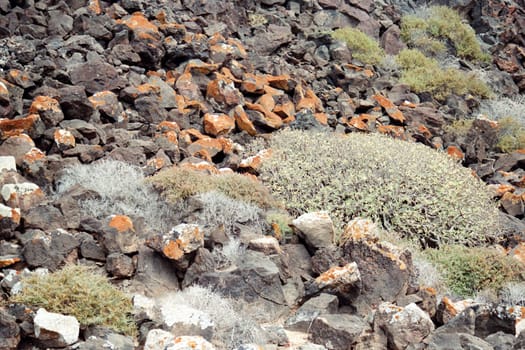 Isla de Lobos