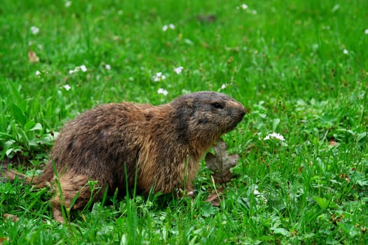 Marmot