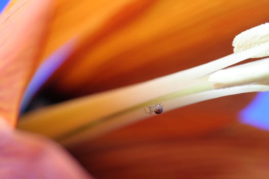 While photographing the flower of the imperial crown,this mini spider (about 3 mm) began to build its web in the flower. Actually,I just wanted to photograph the flower (maybe other pictures of the series). I only discovered the spider through the macro lens.