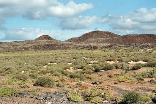 Lobos