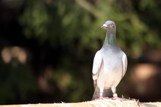 This pigeon has been wandering through the forest for over a week.