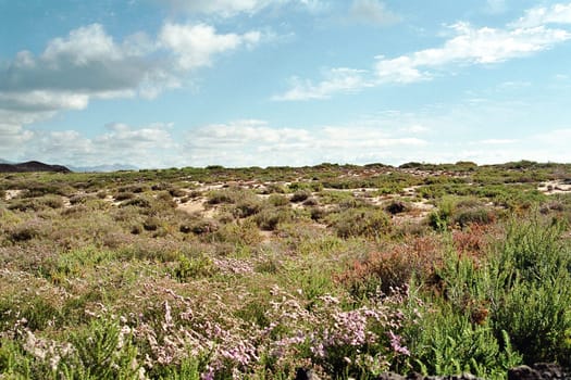 Lobos