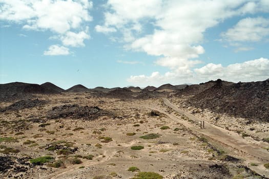 Lobos