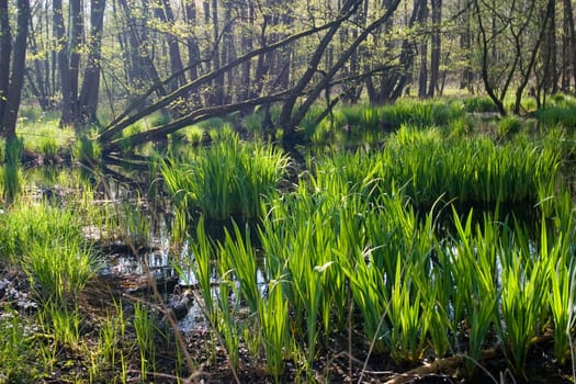 A typical Lower Rhine alder quarry forest,which is fed by groundwater and is mainly under water from autumn to late spring. In addition to greylag geese,moorhens and ducks regularly breed here. Unfortunately,this time I have k