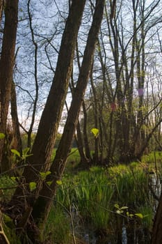 The picture shows a section of a typical Lower Rhine alder quarry forest,which is fed by groundwater and offers larger water areas,especially from autumn to late spring. In summer,the forest is usually dry.