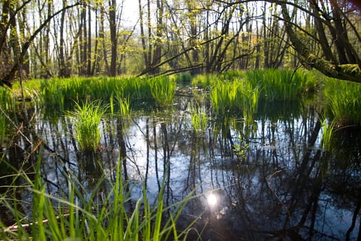 The picture shows a typical Lower Rhine alder quarry forest,which is fed by groundwater and offers larger water areas,especially from autumn to late spring. In summer,the forest is usually dry.