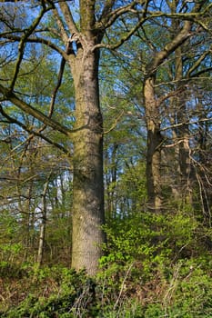 The German Oak