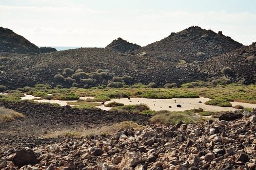 Lobos