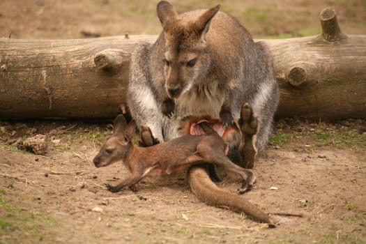 Let's get out of mom's care...