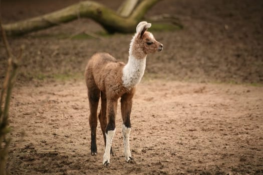 This llama cub,only 7 days old,still had a lot of trouble coordinating his long legs!