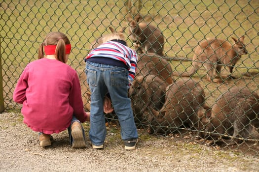 Two children feeding kangaroos in an animal park