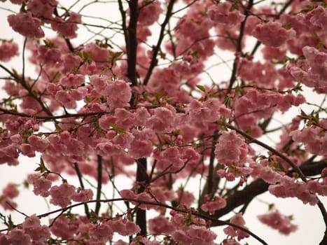 Spring