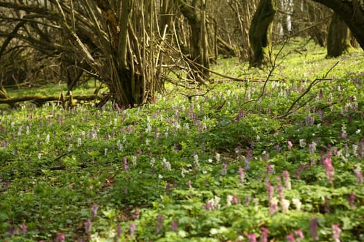 Larkspur blossom in a sparse forest