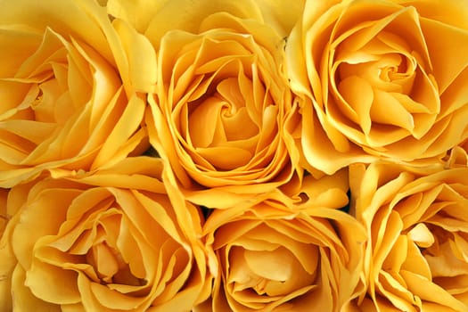 yellow roses