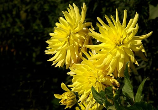 Dahlia