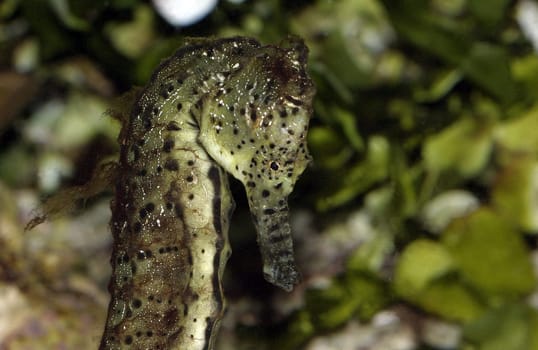 Sea horse