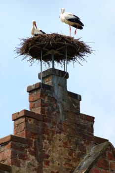 Stork's nest
