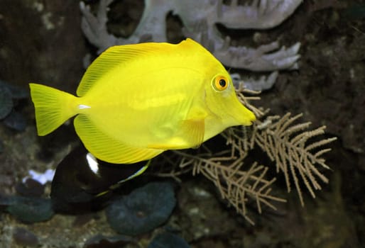 Sail fins surgeonfish