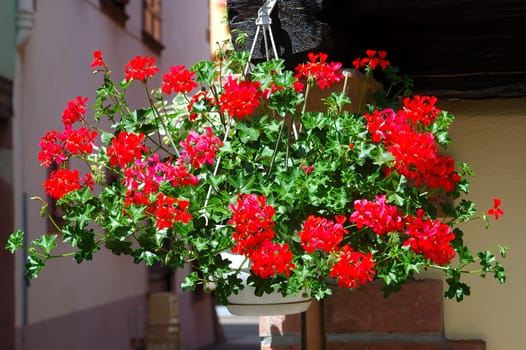 Hanging basket with geraniums Ribeauville Alsace France