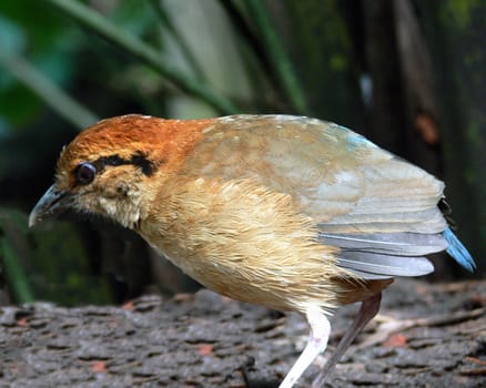 Walsrode Bird Park