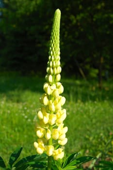 Yellow lupine