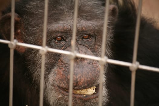 Old chimpanzee in a zoo enclosure