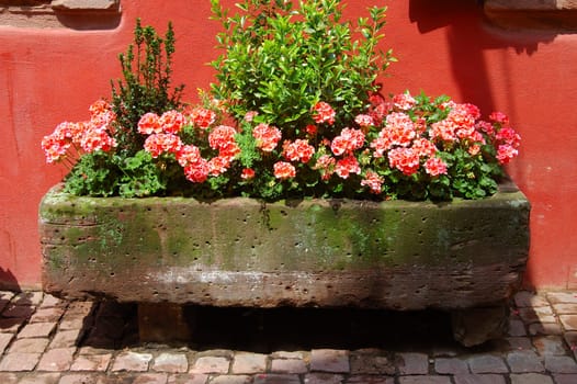 Red geraniums in a flower pot on a street France