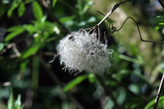 Small impression from a walk in the woods.  The picture was taken with a 1/3.5 135 Carl Zeis Jena M42 lens.